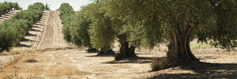 Al Barakat Farms - supplier and manufacturer from 요르단