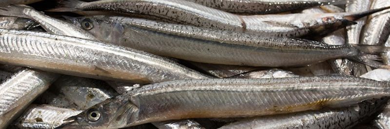 Garfish Export Ltd - supplier and manufacturer from 영국