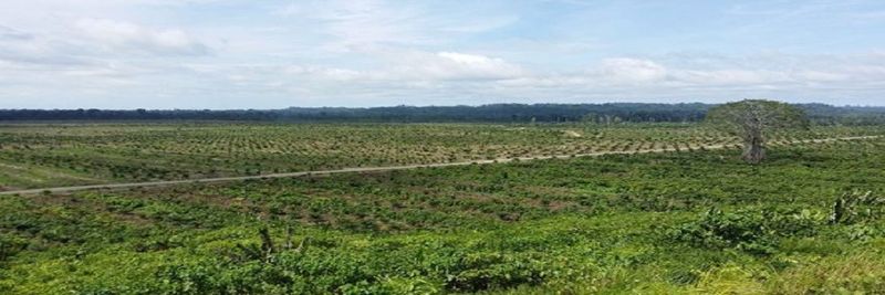 BEWANI OIL PALM PLANTATIONS LIMITED - supplier and manufacturer from Papua New Guinea