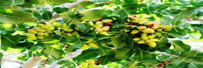 Sirjan Pistachio Producers Cooperative (SPPC) - supplier and manufacturer from Iran