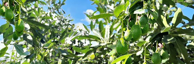 Tropical Source Crops (TSC) - supplier and manufacturer from 과테말라
