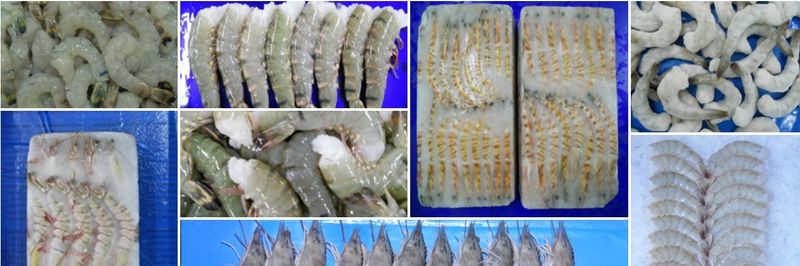 OCEAN PEARL FISHERIES TRADING - supplier and manufacturer from 아랍 에미리트 연합국