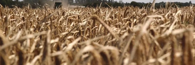 Crisp Malting Group Limited - supplier and manufacturer from 영국