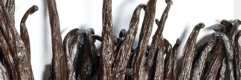 Vanilla Venture - supplier and manufacturer from 네덜란드