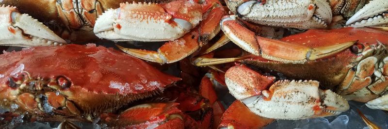 El Pescado's - Riba LLC - supplier and manufacturer from 미국