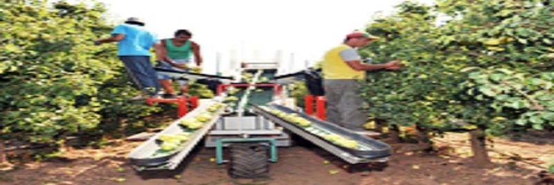 NARC FRUTAS – Cooperativa de Fruticultores e Horticultores da Região de Alcobaça, C.R.L - supplier and manufacturer from Portugal