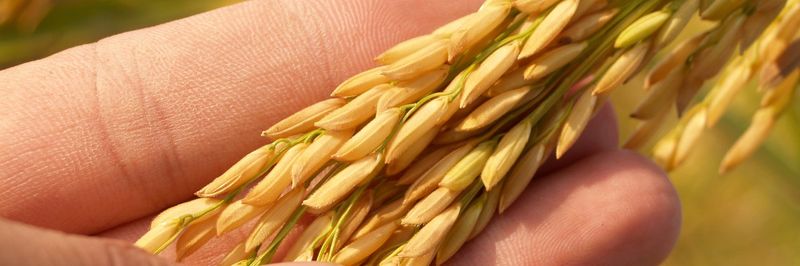 Al Duhail Feed & Food Trading Company - supplier and manufacturer from Qatar