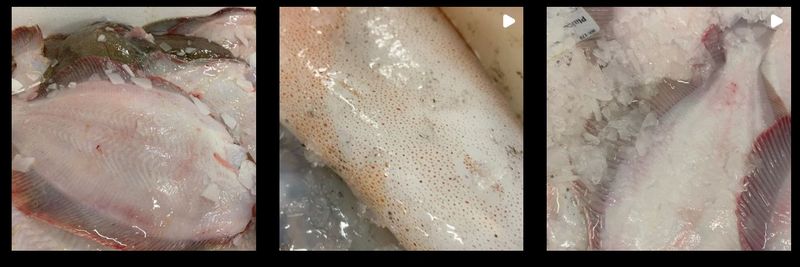 Jack Fish Company - supplier and manufacturer from United Kingdom
