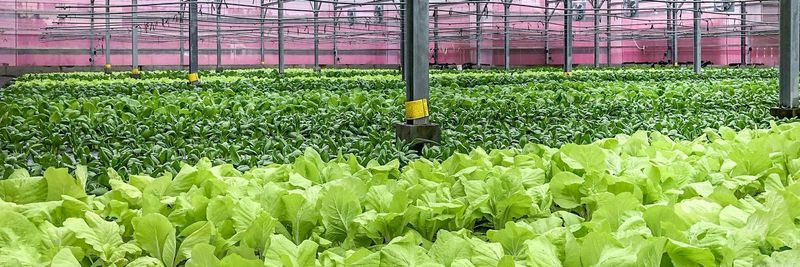 Central Livestock Farm - supplier and manufacturer from Taiwan
