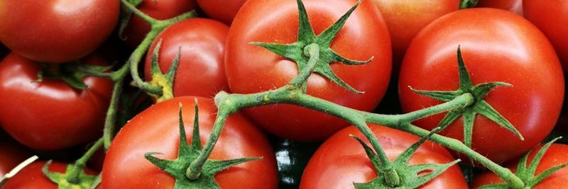 Pan-Hellenic Food of NY Corp - supplier and manufacturer from United States