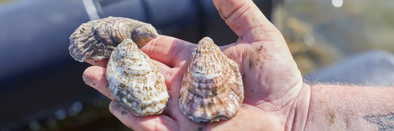 Ballard Fish and Oyster Company - supplier and manufacturer from 미국