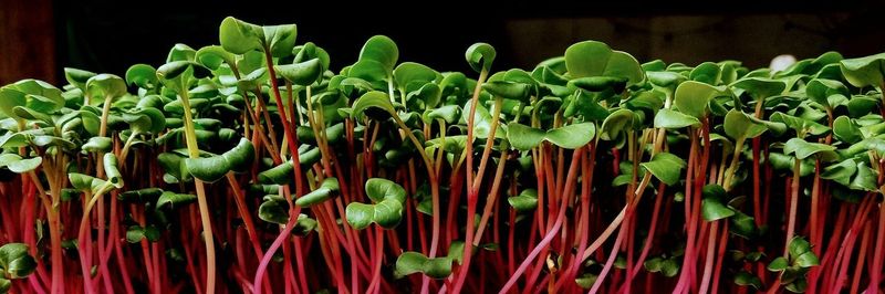 Big Miniature Farms, LLC - supplier and manufacturer from United States