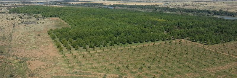 Roux Pecans - supplier and manufacturer from South Africa