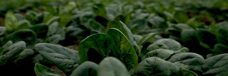 Velisha Farms - supplier and manufacturer from Australia