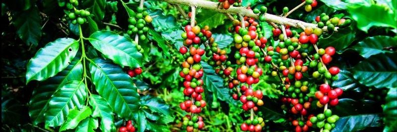 Jebena Specialty Coffee LLC - supplier and manufacturer from 아랍 에미리트 연합국