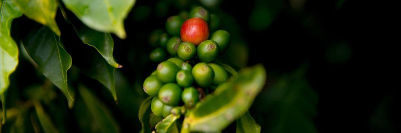 MOUNTAIN COFFEE LTD. - supplier and manufacturer from 캐나다