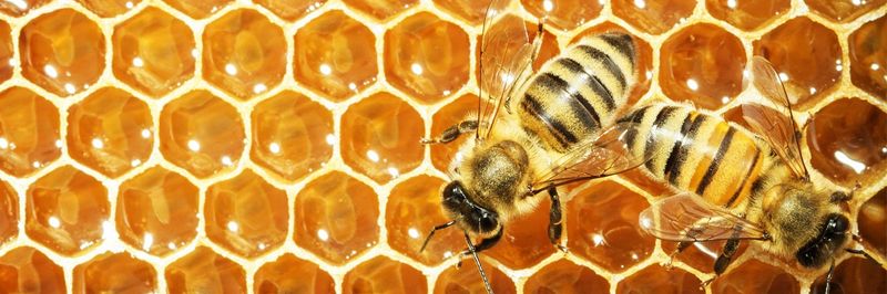 salamat Honey Company - supplier and manufacturer from 이란