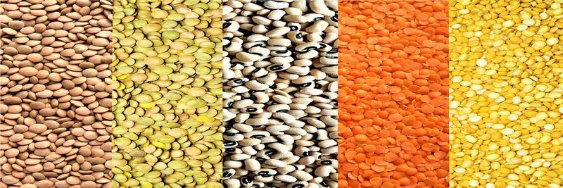 Bab al Firdous Foodstuff Manufacturing - supplier and manufacturer from United Arab Emirates