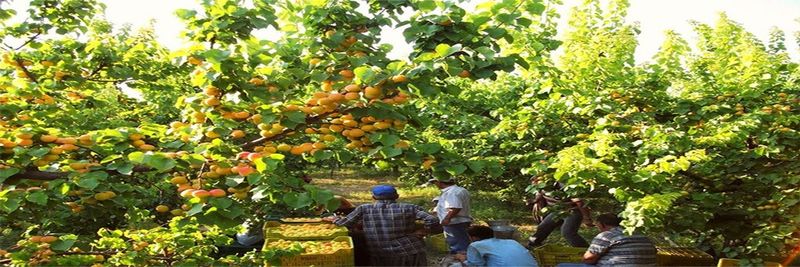 Nimeks Organik Tarim - supplier and manufacturer from Turkiye