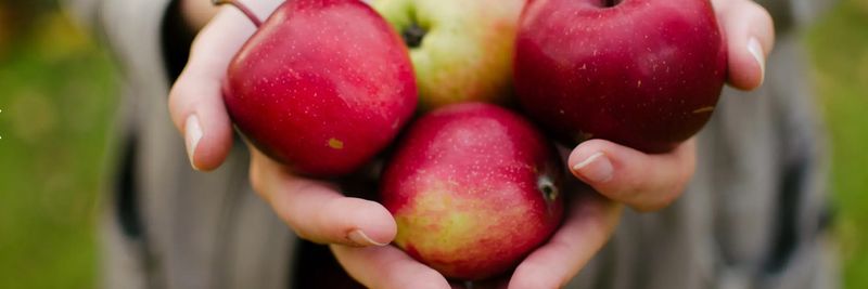 Woods Cider Mill - supplier and manufacturer from 미국