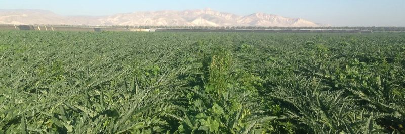 Cherriessa - The Saada Farm - supplier and manufacturer from 이스라엘