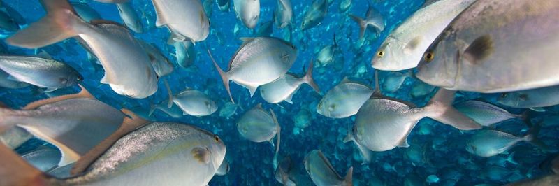 Blue Ocean Mariculture - supplier and manufacturer from United States