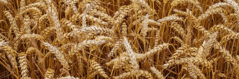 Agrodruzstvo Lhota pod Libcany - supplier and manufacturer from Czechia