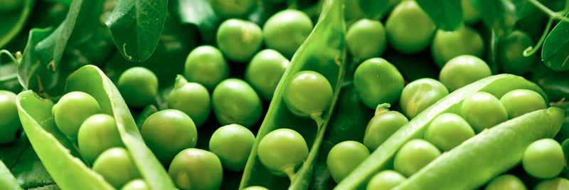 Phalaris Serranos S.A. - supplier and manufacturer from 아르헨티나