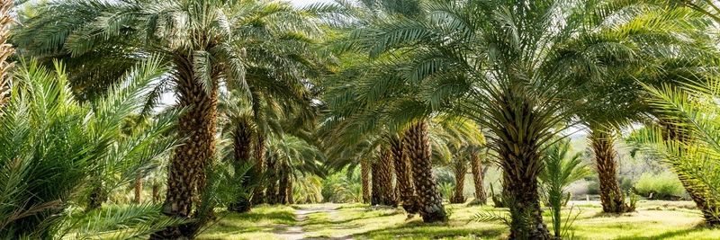 Jana Dates - supplier and manufacturer from 요르단