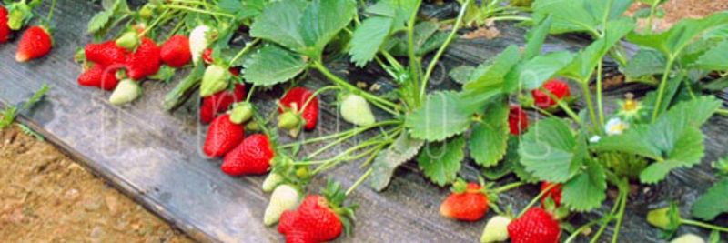 Laiyang Newfarm Food Co.,Ltd - supplier and manufacturer from 중국