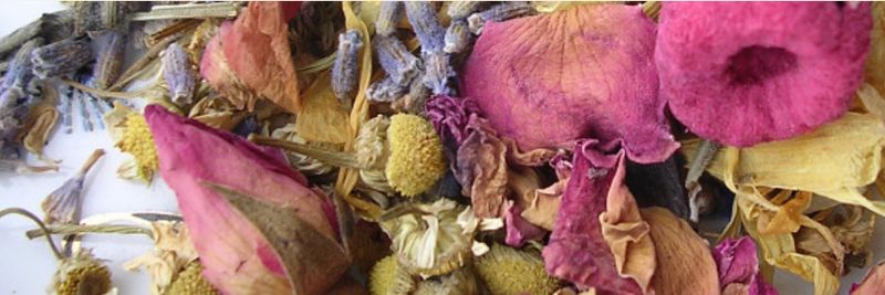 Wise Tea Garden - supplier and manufacturer from 캐나다