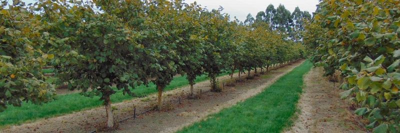 The Hazelnut Company Limited - supplier and manufacturer from 뉴질랜드