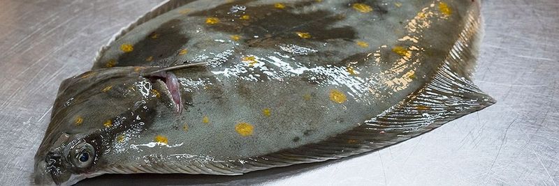 Snorre Seafood AS - supplier and manufacturer from 노르웨이