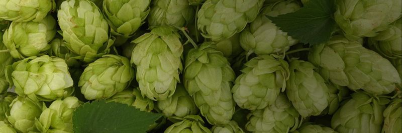 Hop Havoc - supplier and manufacturer from United States