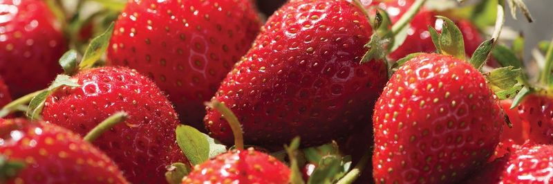 Berryton - supplier and manufacturer from Ukraine