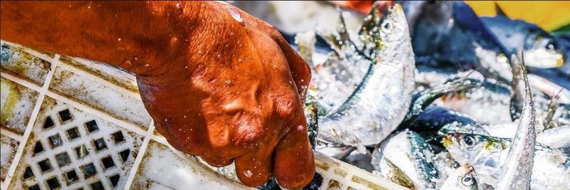 Fish To Your Door - supplier and manufacturer from United Kingdom