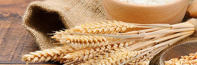 Agro Profit - supplier and manufacturer from 폴란드
