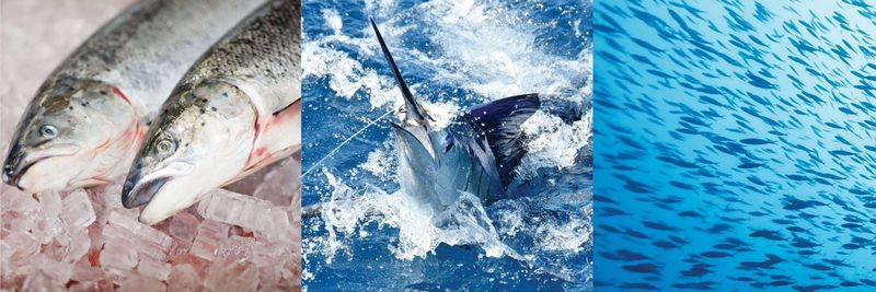 Intermares Chile SPA - supplier and manufacturer from 칠레