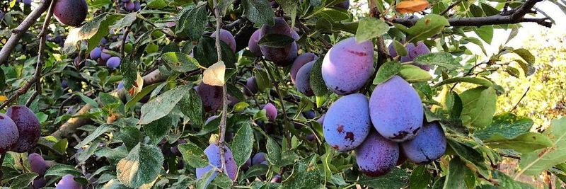 TAYLOR PRUNE Sp. z o.o. - supplier and manufacturer from 폴란드