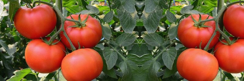 Wamu Investments Ltd - supplier and manufacturer from 케냐