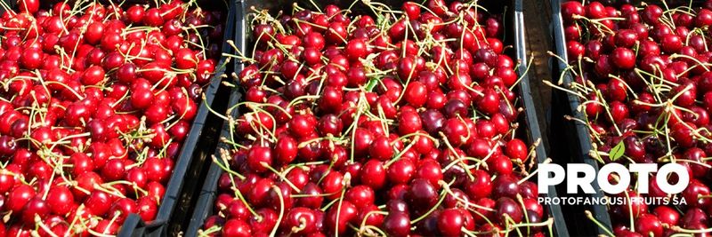 PROTOFANOUSI FRUITS S.A. - supplier and manufacturer from 그리스