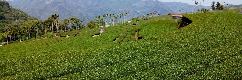 RENAISSANCE OF TASTE TEA CULTURAL CENTER CO., LTD. - supplier and manufacturer from 대만