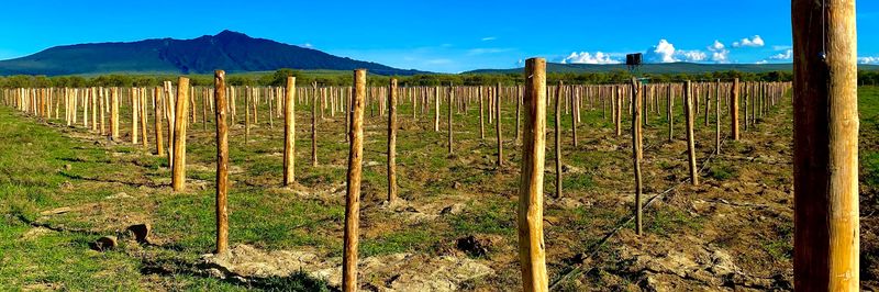 Mt Longonot Vineyards - Verified supplier and manufacturer from 케냐