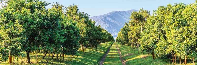Cal Ranch - supplier and manufacturer from United States