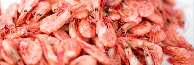 Coldwater Prawns of Norway AS - supplier and manufacturer from Norway
