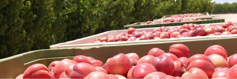 Cutri Fruit Pty Ltd - supplier and manufacturer from 호주