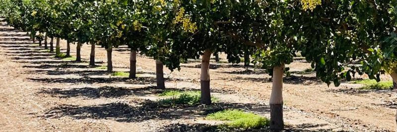 ARO Pistachio - supplier and manufacturer from 미국