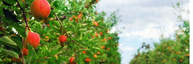 FRUTIMEX INTERNATIONAL - supplier and manufacturer from Netherlands