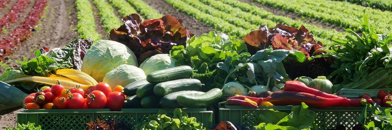 Organic Gardening Watzkendorf GmbH - supplier and manufacturer from Germany