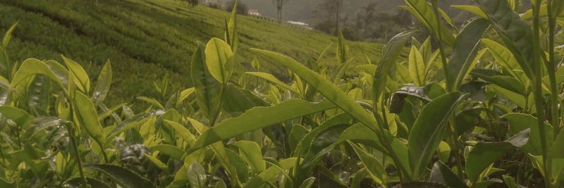 EcoTurca Tarım - supplier and manufacturer from 튀르키예